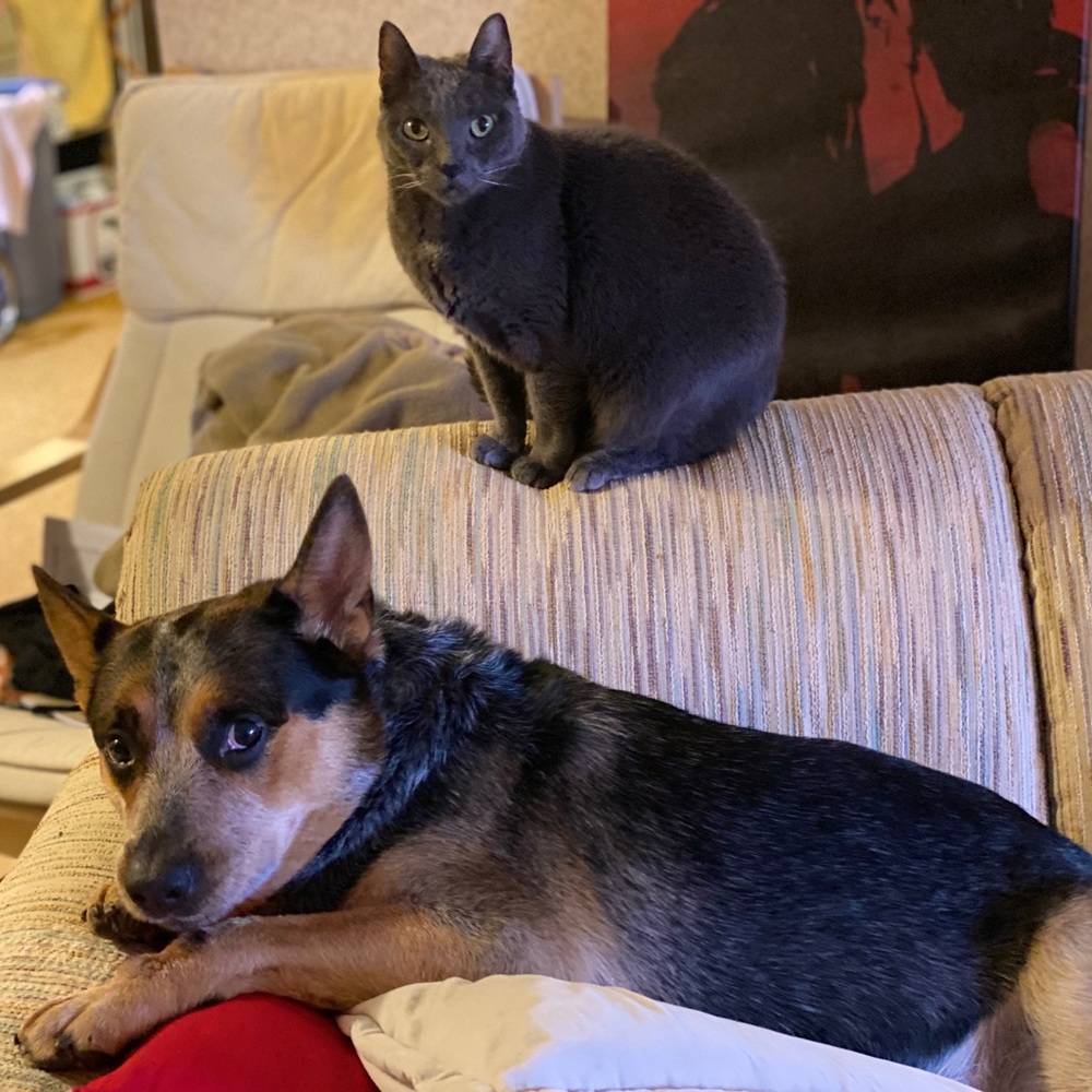 Pet-friendly home 🐾